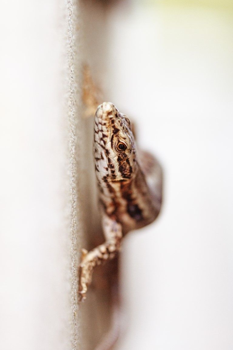 Gros plan sur un lézard à motifs bruns et blancs qui jette un coup d'œil par-dessus le bord d'un mur clair.