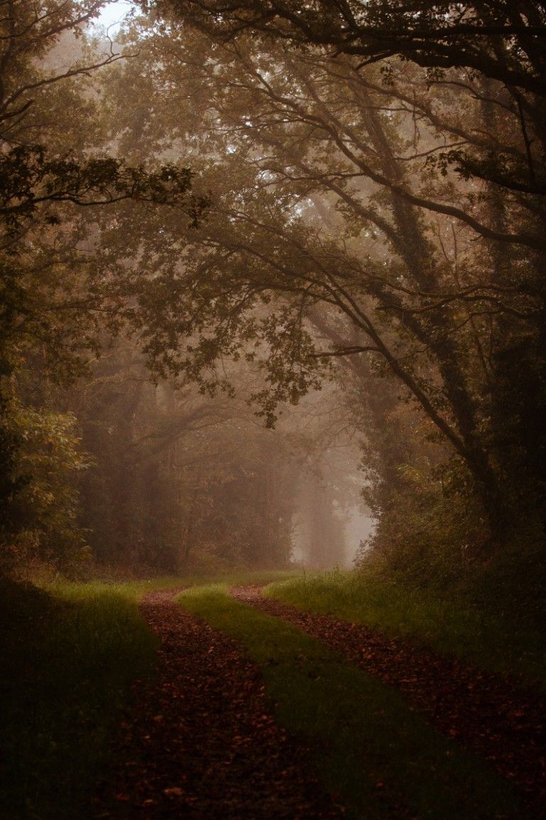Sentier forestier brumeux d'automne, bordé de feuilles mortes et d'arbres imposants enveloppés de brouillard.