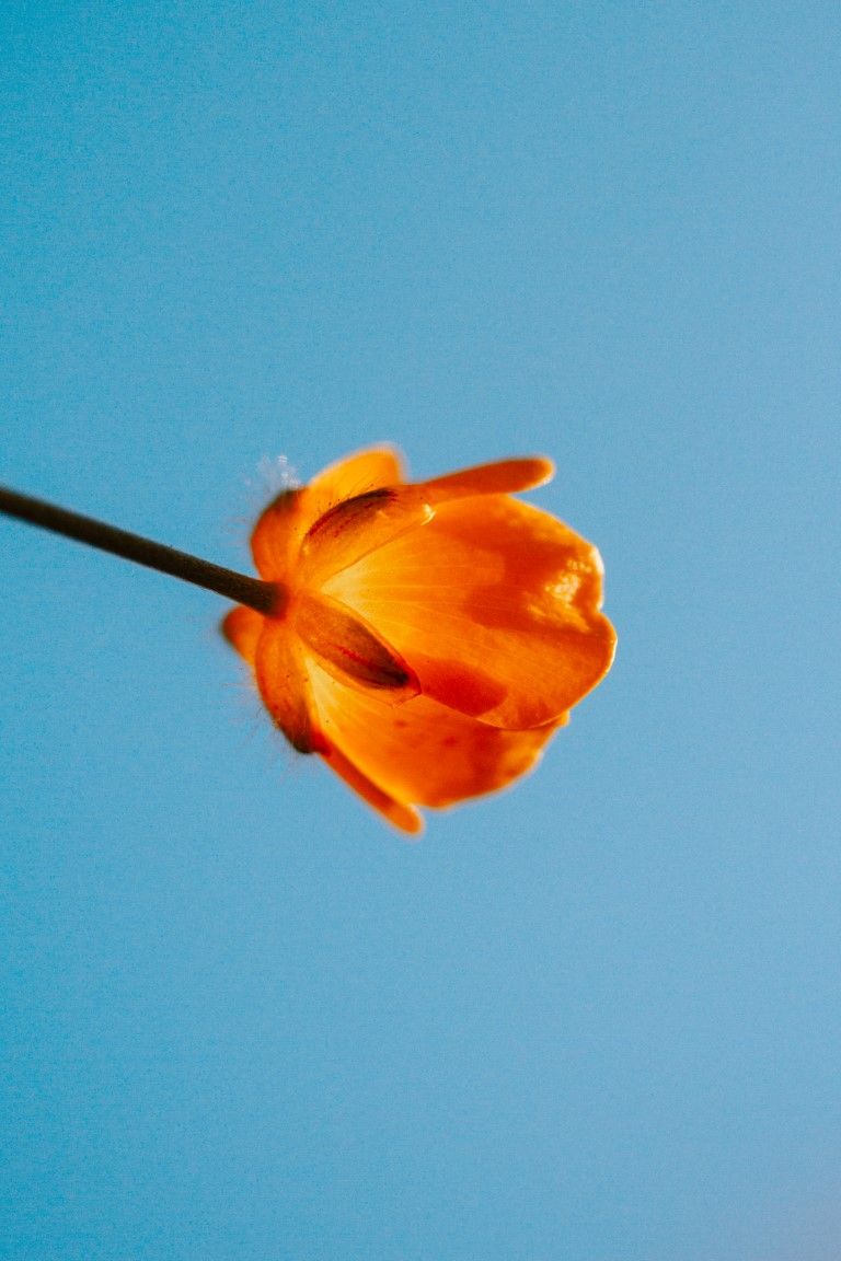Vue en contre-plongée d'une tulipe orange solitaire se détachant sur un ciel bleu limpide.