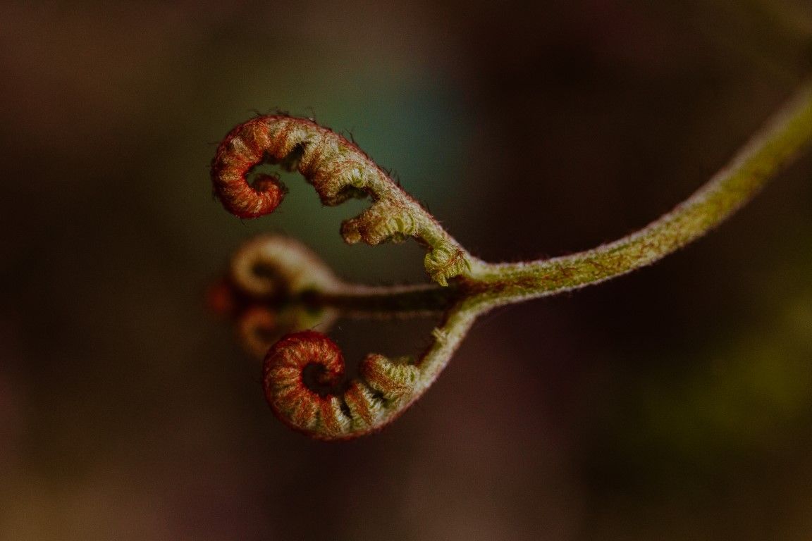 Gros plan macro de frondes de fougère brunes enroulées se déployant sur un fond bokeh sombre.