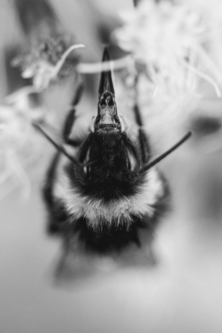 Gros plan macro extrême en noir et blanc d'un bourdon se nourrissant d'une fleur blanche, vu du dessus.