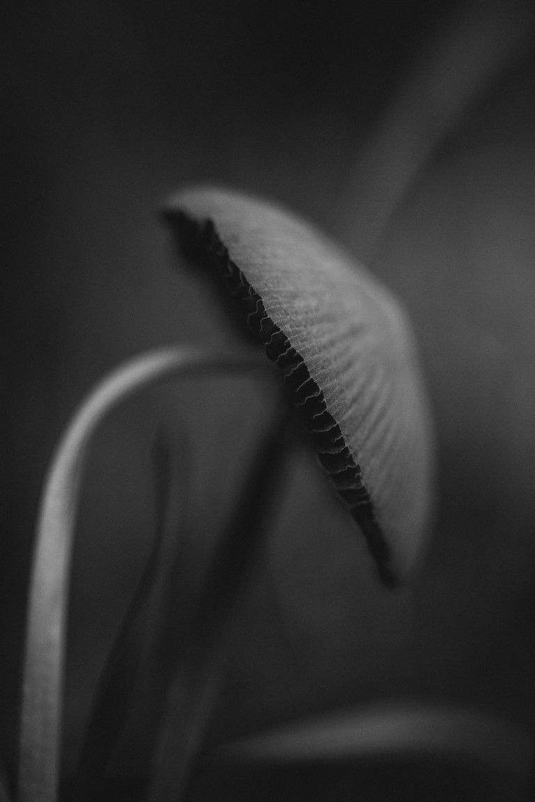Macrophotographie en noir et blanc d'un bourgeon de plante à la surface texturée et à l'arrière-plan flou.
