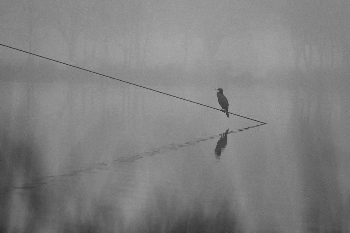 Photo minimaliste en noir et blanc d'un oiseau solitaire perché sur un fil au-dessus de la surface brumeuse et réfléchissante d'un lac.