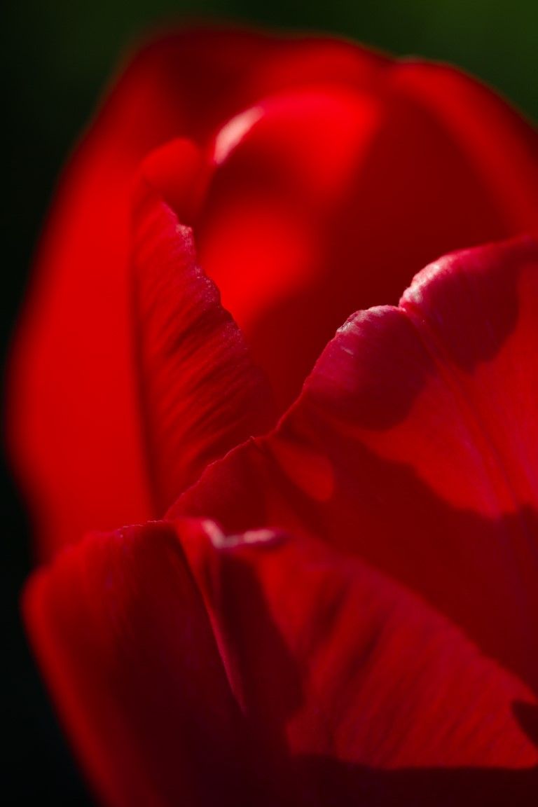 Gros plan macro extrême d'un pétale de tulipe rouge éclatant aux ombres douces.