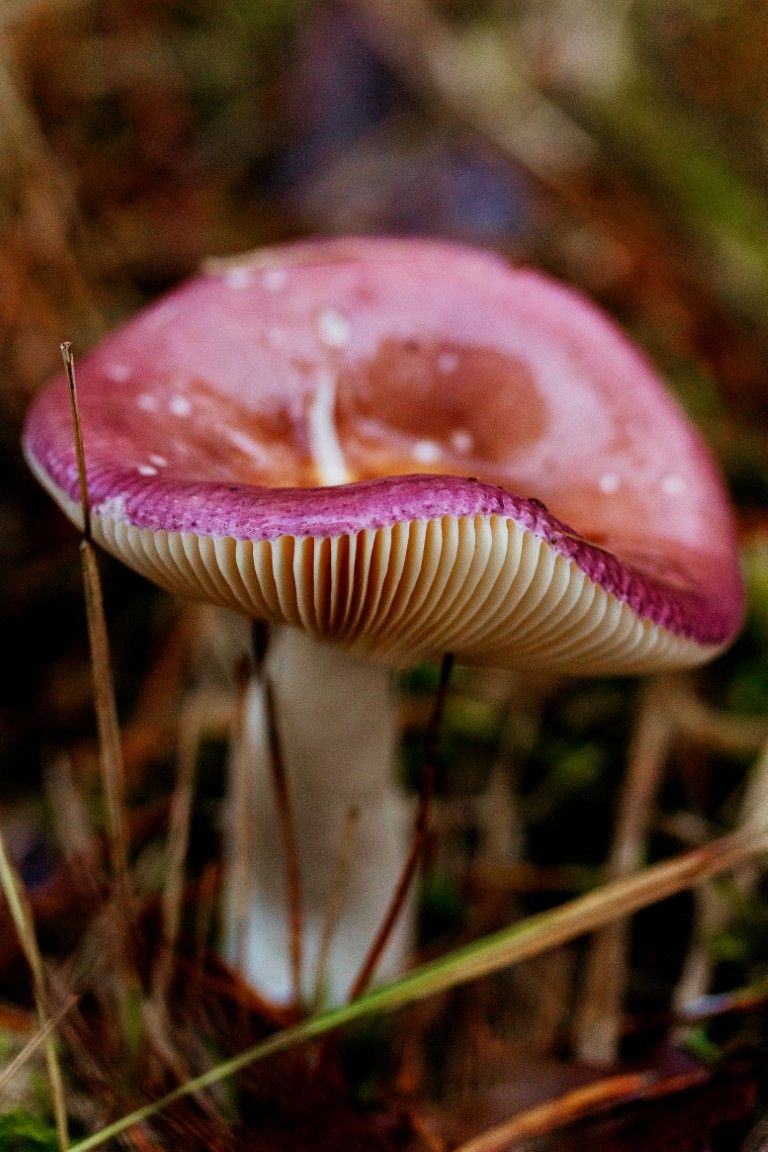 Gros plan sur un champignon sauvage rose et violet éclatant, aux lamelles blanches, dans le sous-bois.