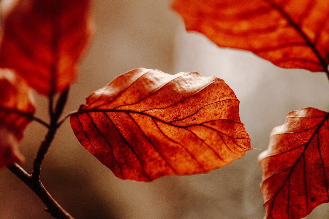 Gros plan sur des feuilles d'automne rouge-brun aux nervures apparentes, sur une branche baignée d'une lumière douce.