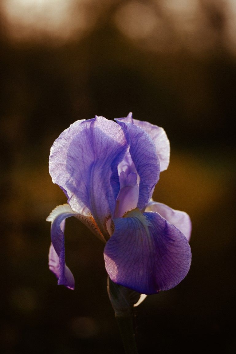 Une magnifique fleur d'iris violette s'épanouit sur un fond sombre à effet bokeh.