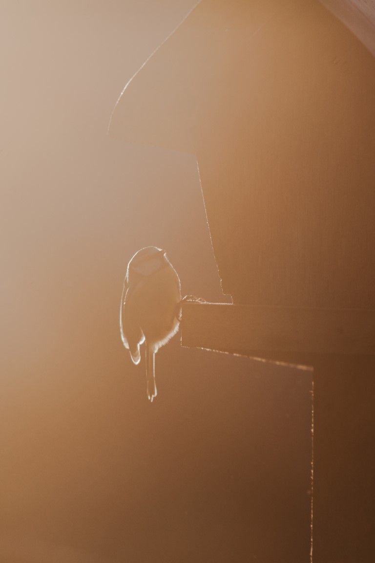 Silhouette d'une petite mésange, rétroéclairée par la chaude lumière dorée d'un coucher de soleil, créant un arrière-plan boke