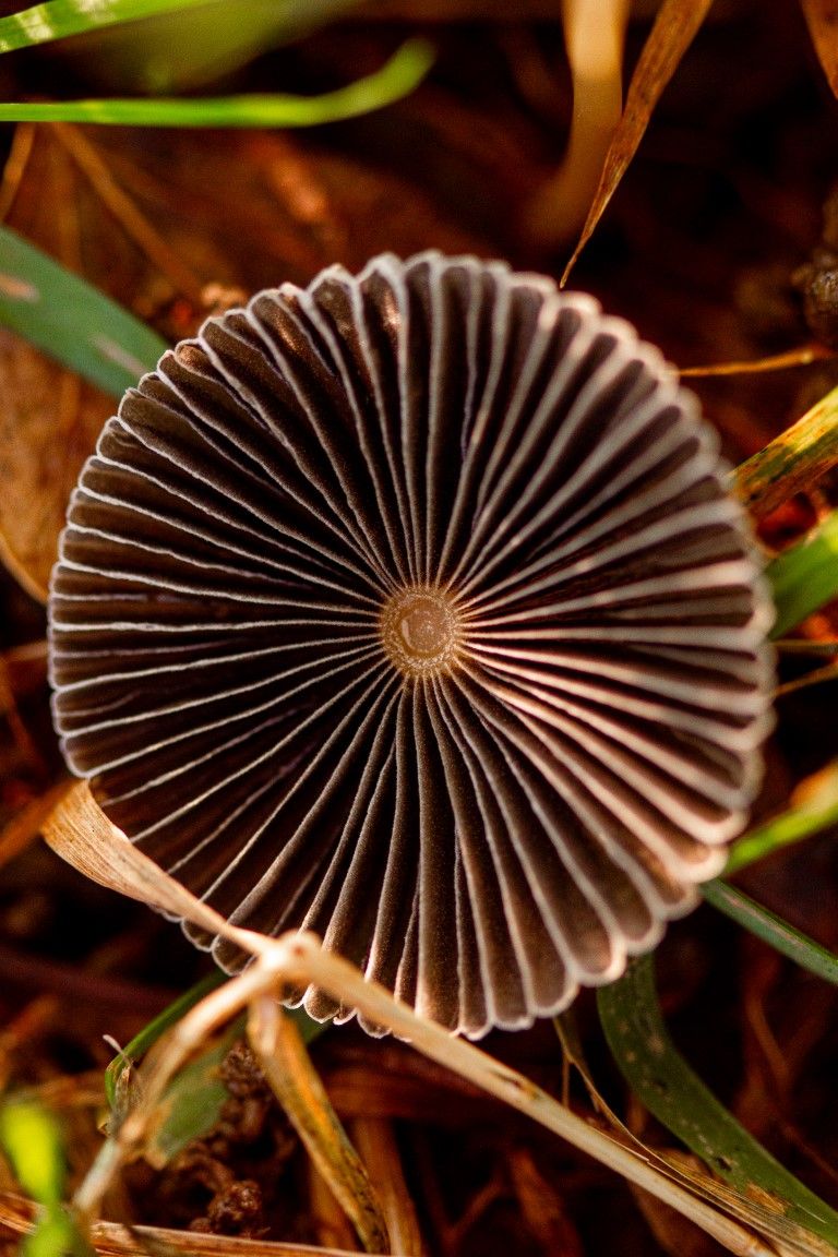 Vue de dessus d'un petit chapeau de champignon sombre révélant des lamelles rayonnantes symétriques sur le sol forestier.