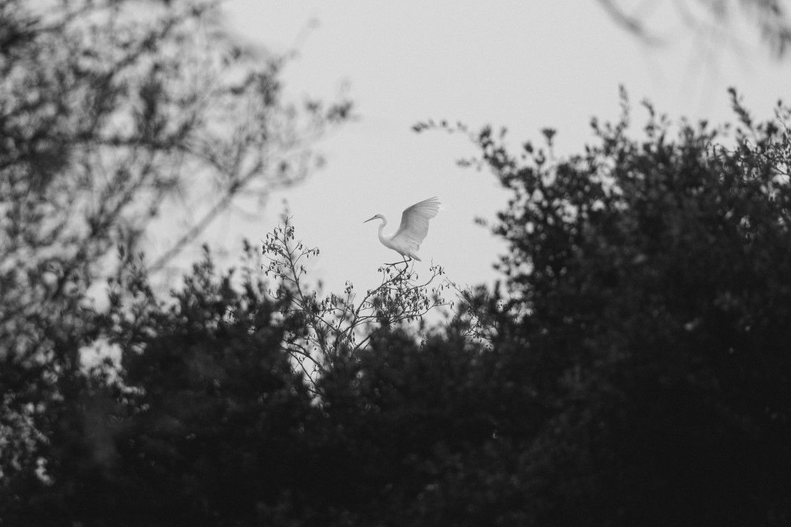 Une aigrette blanche se perche parmi des arbres aux silhouettes sombres, dans une saisissante photographie de nature en noir et blanc.