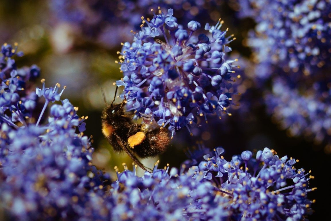 Une abeille butinant des grappes de petites fleurs sauvages violettes dans un jardin, capturée en macrophotographie.