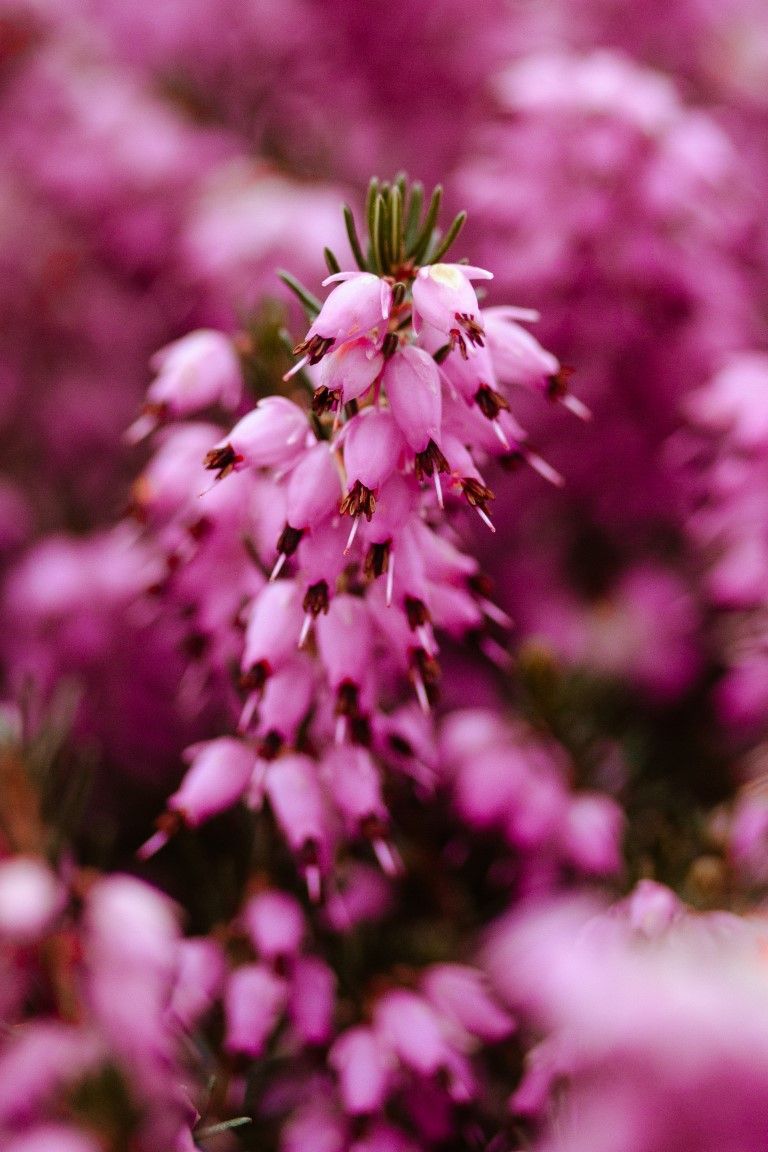 Gros plan sur des fleurs de bruyère rose vif en pleine floraison, avec un fond flou d'effet bokeh.