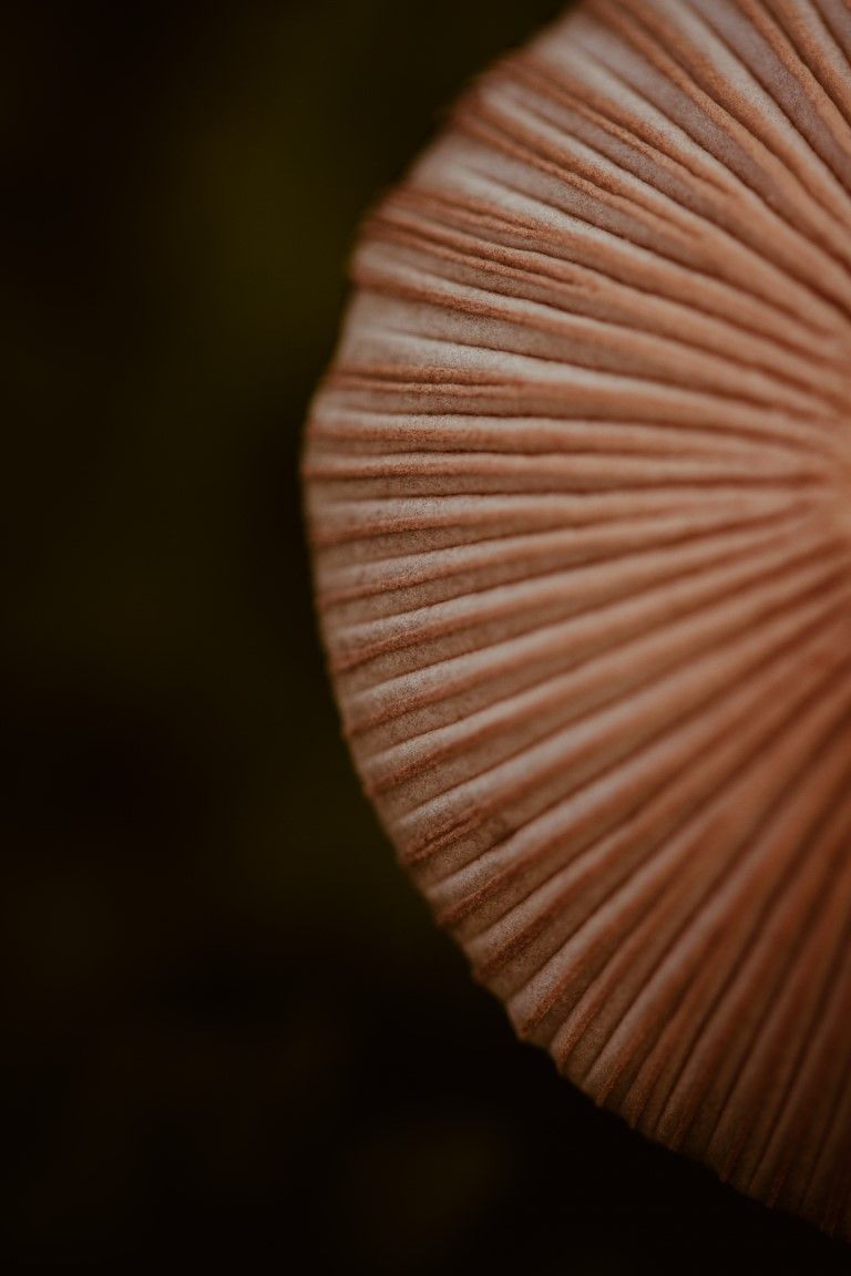 Photo macro en gros plan du dessous d'un chapeau de champignon montrant de délicates lamelles rayonnantes rose-brun sur un fond sombre.