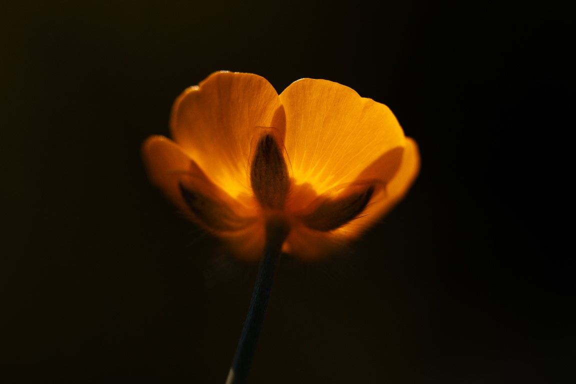 Une seule fleur de bouton d'or orange brillant sur un fond noir profond.