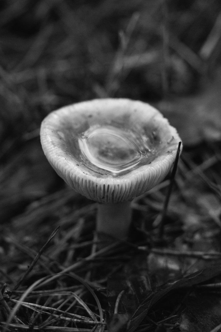 Gros plan en noir et blanc d'un champignon sauvage avec une goutte d'eau sur son chapeau, dans de l'herbe sèche.