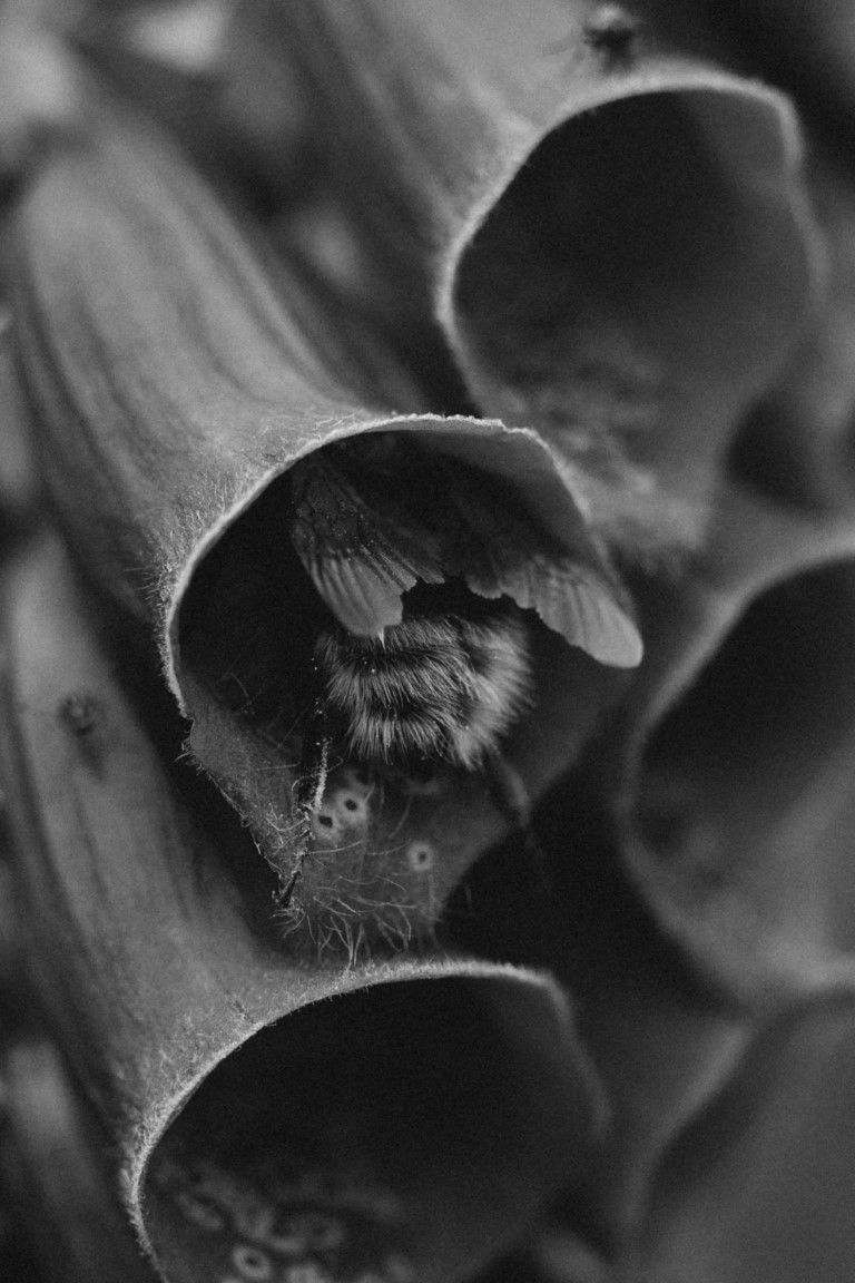 Photo macro en noir et blanc d'un bourdon se reposant à l'intérieur d'une fleur de digitale.