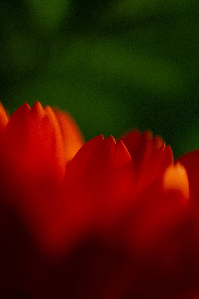 Photo macro en gros plan de pétales de tulipe rouge vif sur un fond vert flou.