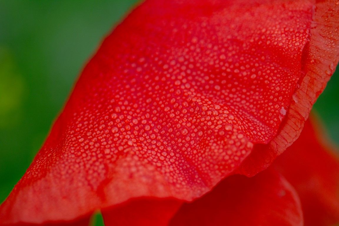 Gros plan macro d'un pétale de pavot rouge vif recouvert de minuscules gouttelettes d'eau sur fond vert.