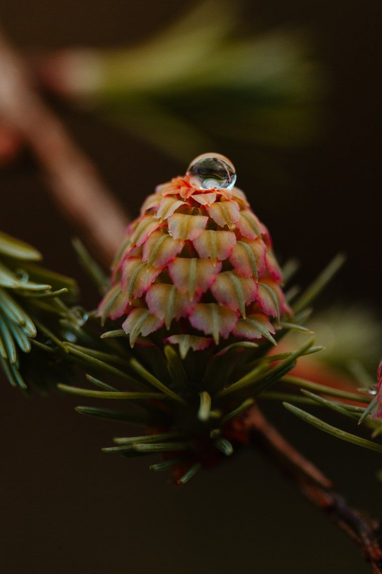 Photo macro d'une jeune pomme de pin avec une unique goutte d'eau en équilibre à son sommet.