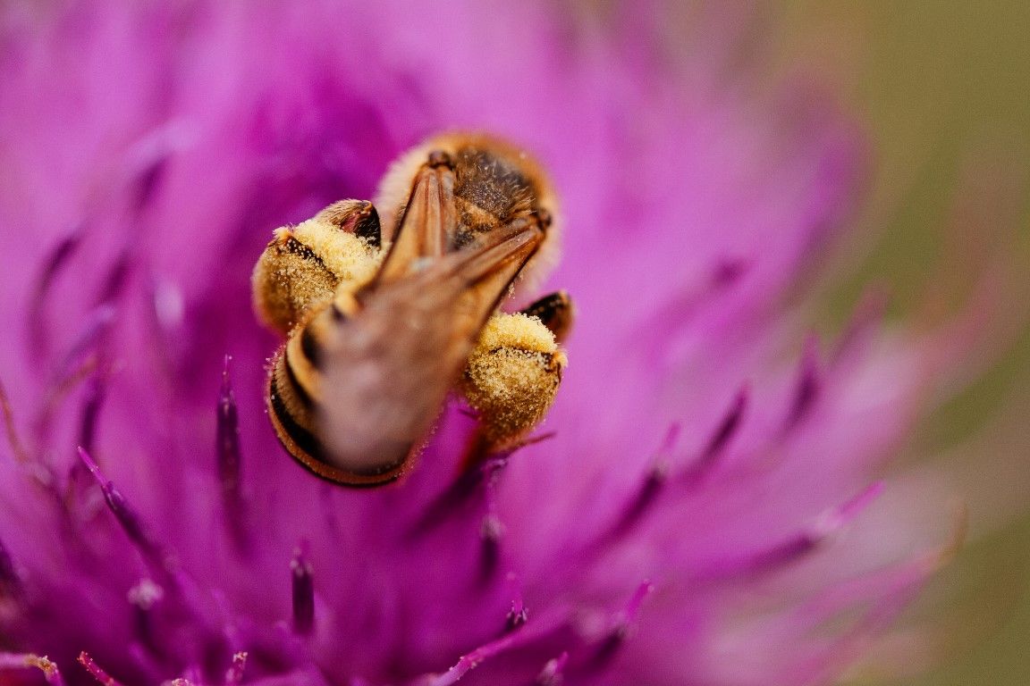Photographie macro en gros plan d'une abeille couverte de pollen se nourrissant d'un chardon rose éclatant.
