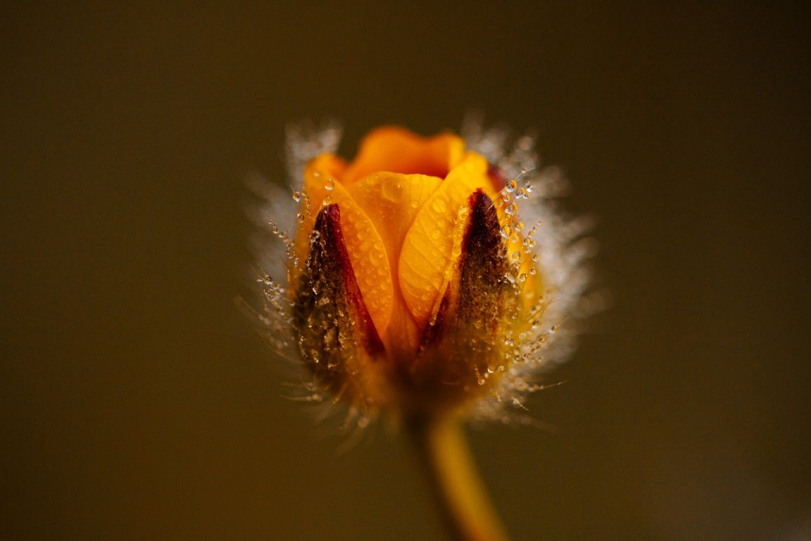 Gros plan d'un bouton d'or duveteux avec des gouttes de rosée sur une tige fine.