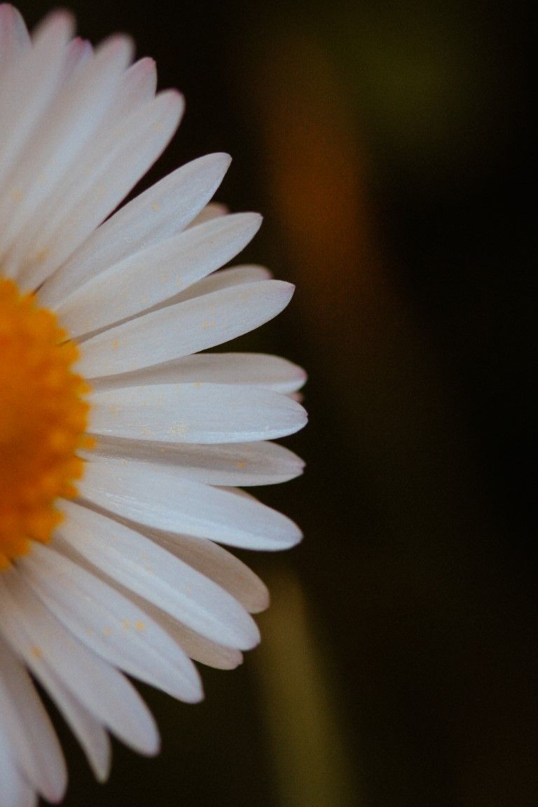 Gros plan macro d'une marguerite blanche à cœur jaune sur fond sombre.