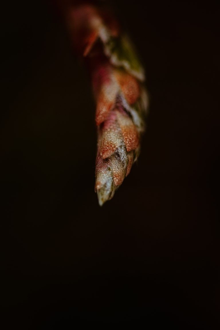 Photo macro en gros plan d'une pointe d'asperge rouge foncé aux écailles texturées sur fond noir.