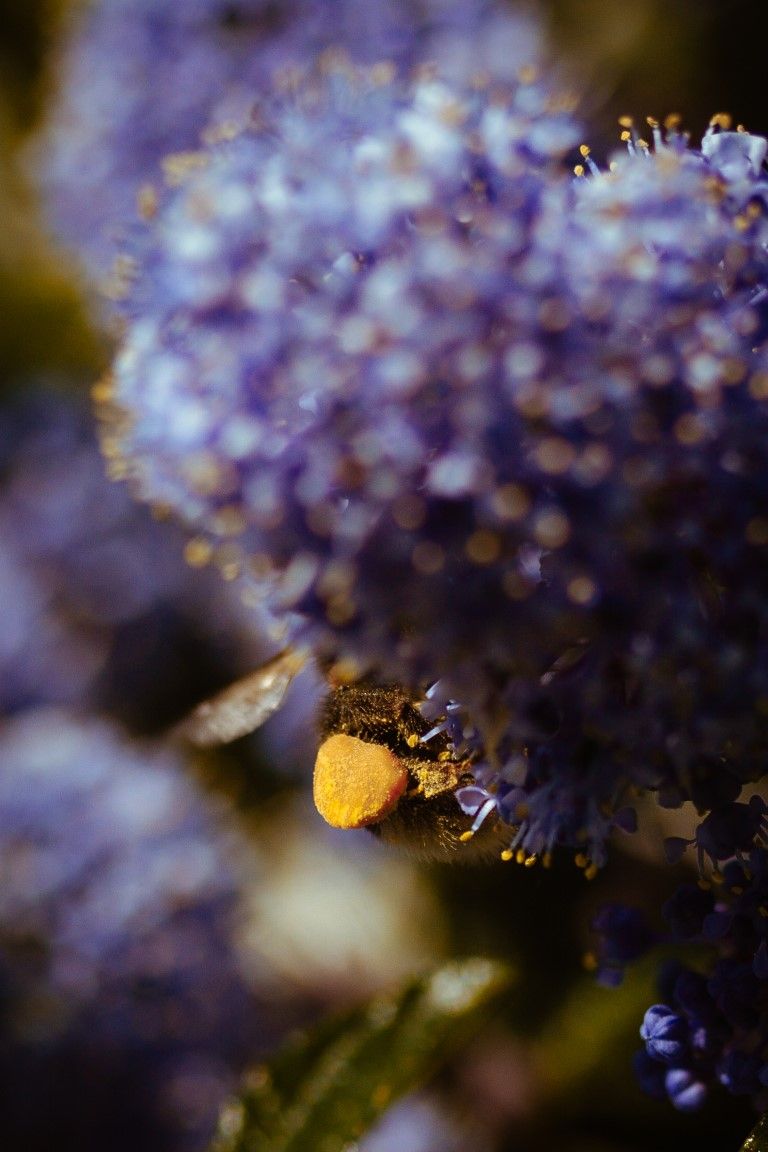 Gros plan d'une abeille récoltant du pollen sur des fleurs globuleuses violettes, avec des sacs polliniques jaunes visibles sur ses pattes.