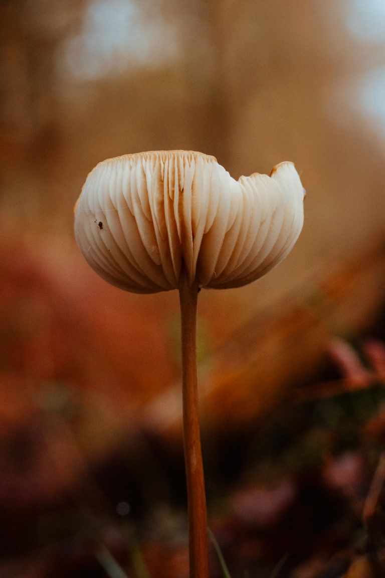Élégant champignon solitaire à chapeau en forme de parapluie et à lamelles visibles, porté par un pied fin en automne.