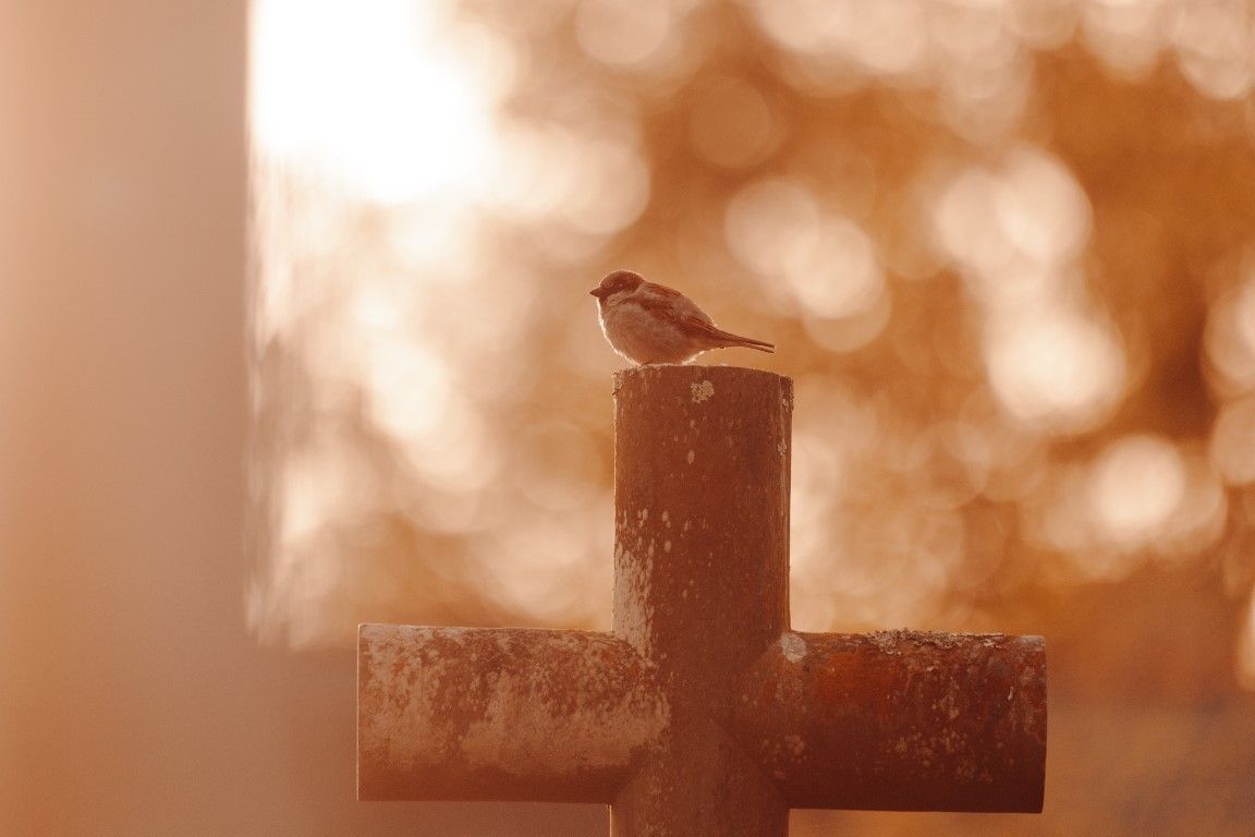 Un petit moineau se perche sur une croix en fer rustique baignée d'une chaude lumière dorée, aux reflets bokeh.