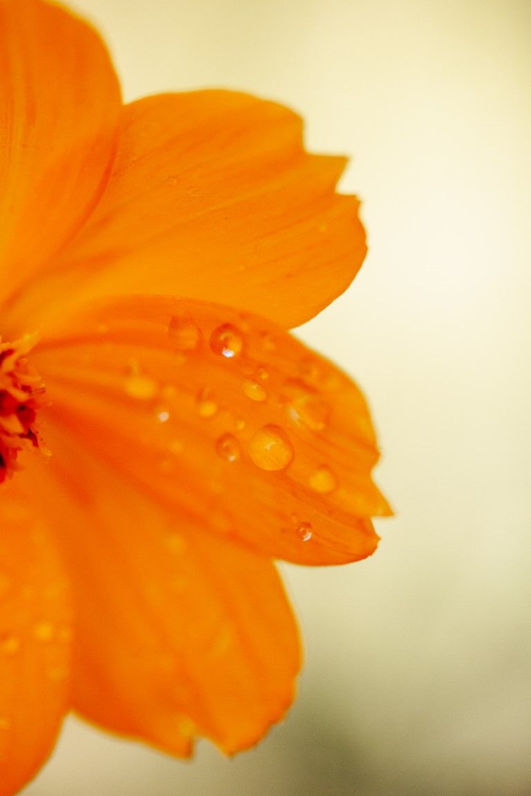 Gros plan de pétales de fleurs orange vif recouverts de gouttelettes d'eau scintillantes sur fond clair.