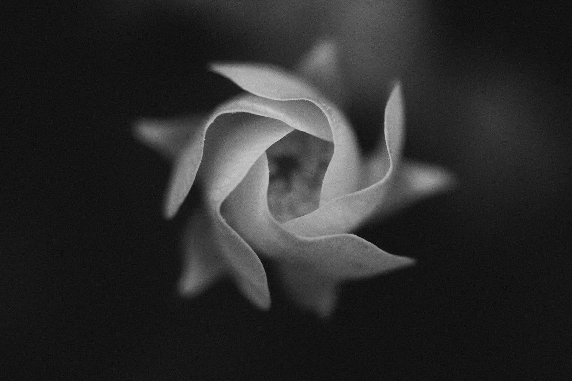 Photo macro en noir et blanc d'un délicat bouton de fleur blanche aux pétales enroulés en spirale sur fond sombre.