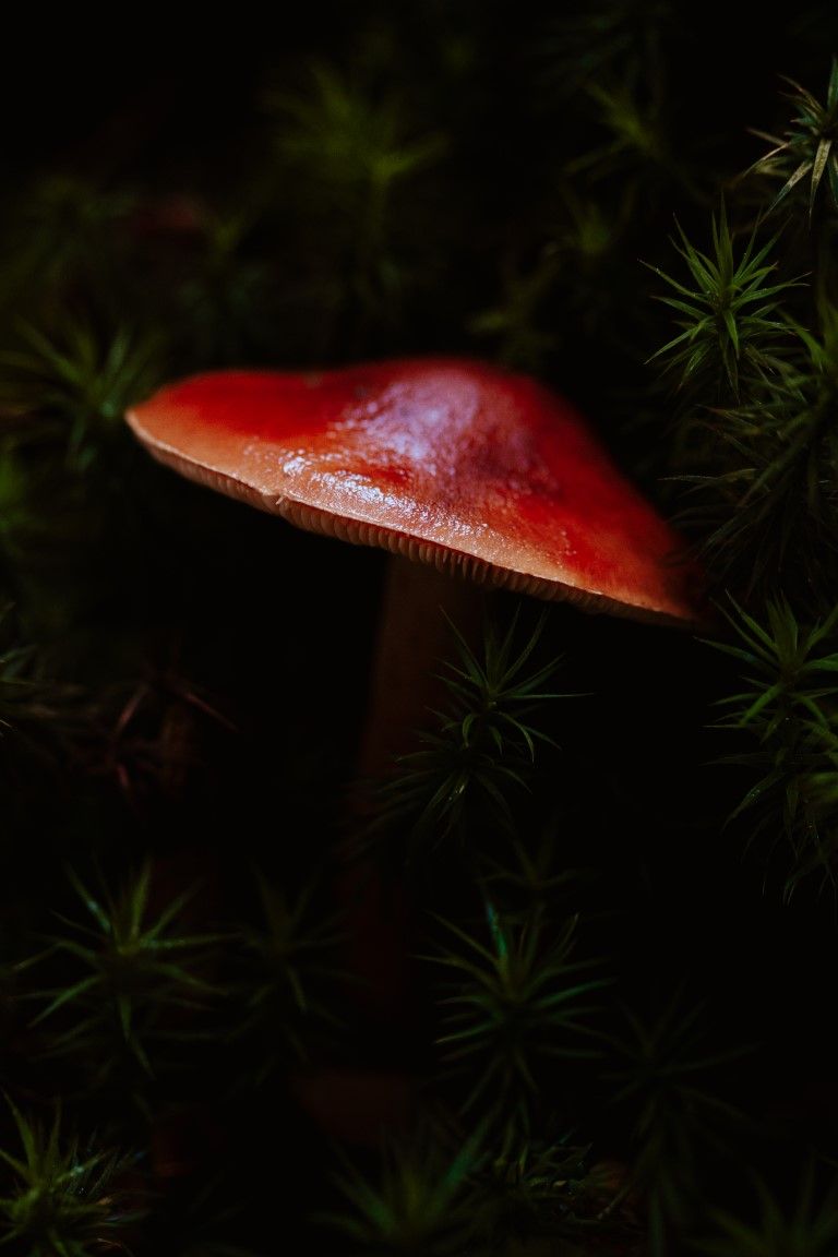 Un champignon à chapeau rouge émergeant d'une mousse vert foncé dans un environnement forestier faiblement éclairé.