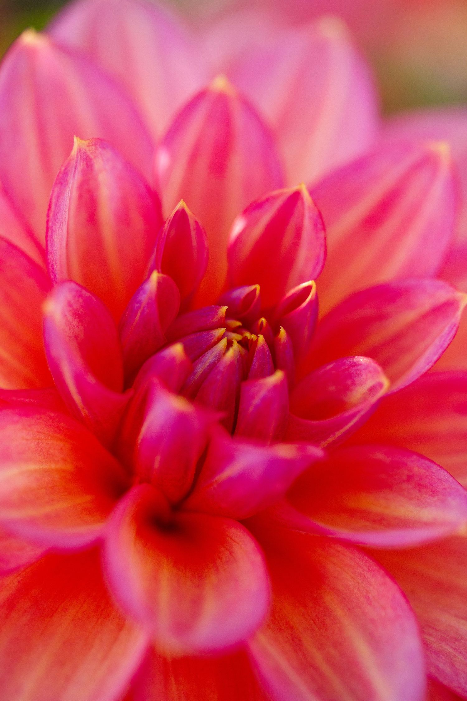 Gros plan d'une fleur de dahlia rose et rouge éclatante, aux pétales aux pointes jaunes, en pleine floraison.