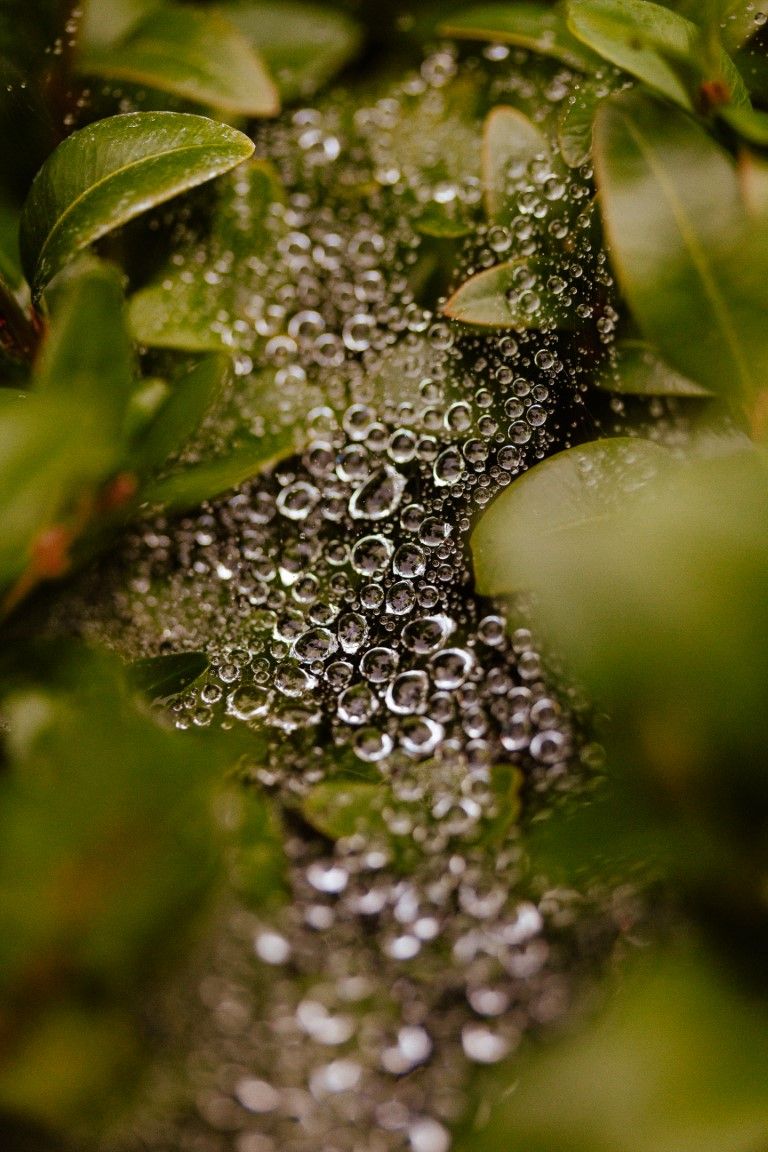 Gros plan sur une toile d'araignée couverte de rosée, avec des gouttelettes d'eau nichées parmi des feuilles vertes après la pluie.