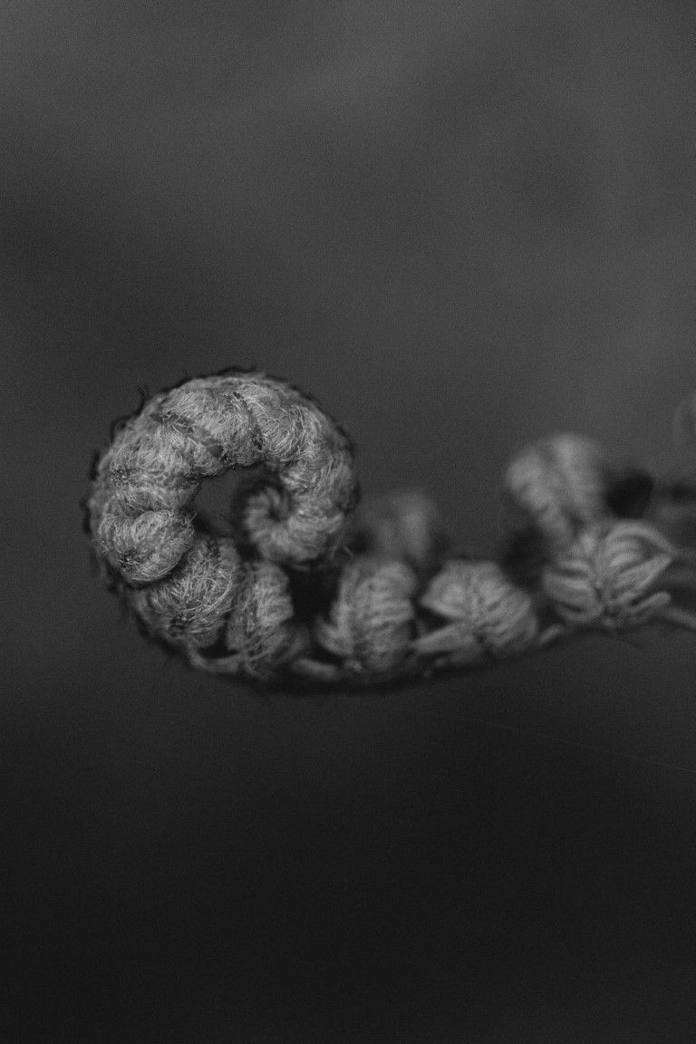 Photographie macro en noir et blanc d'une crosse de fougère enroulée serrée, à la texture duveteuse délicate, sur fond sombre.