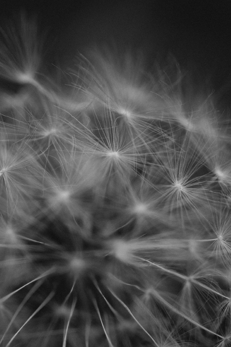 Photo macro en noir et blanc d'une délicate capsule de pissenlit aux détails complexes.