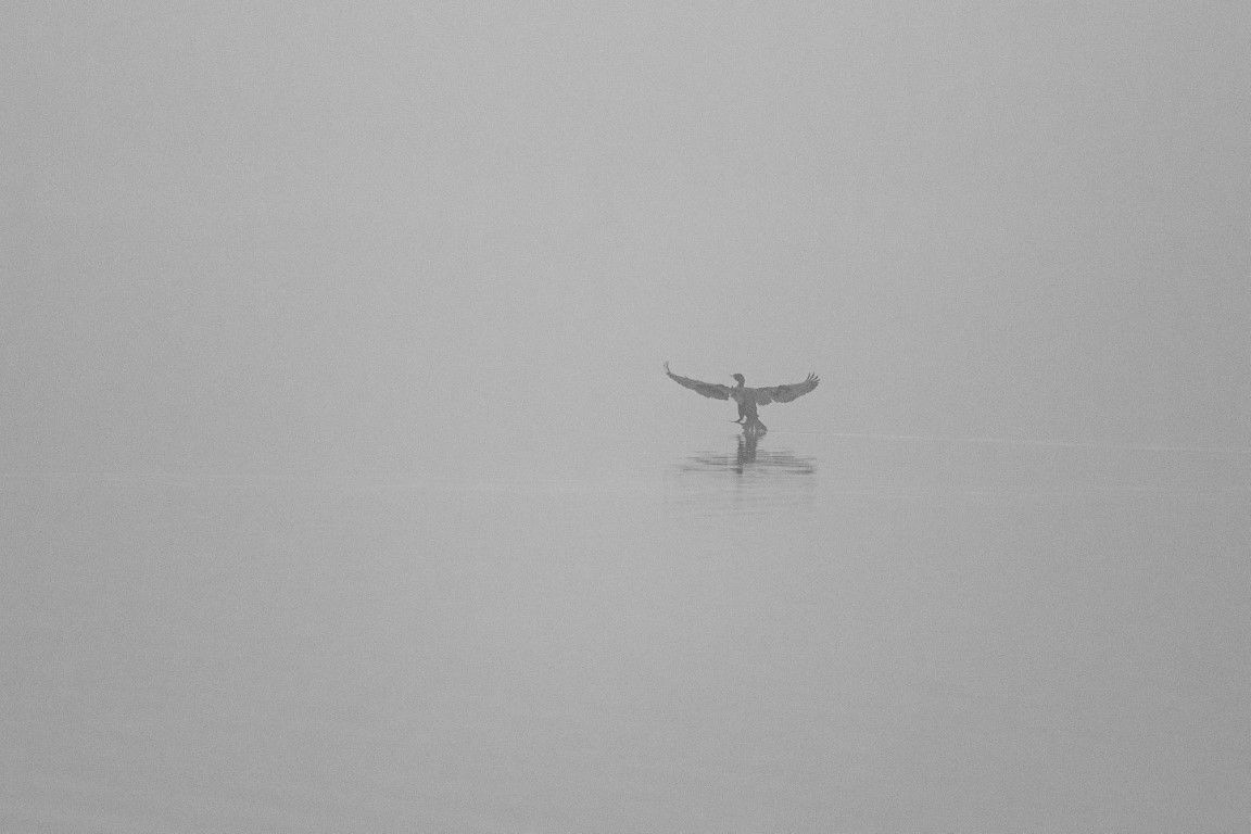 Un oiseau solitaire déploie ses ailes sur un lac brumeux aux tons gris minimalistes.