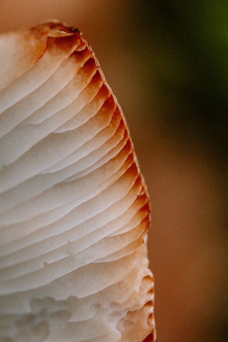 Gros plan macro extrême des lamelles blanches et rouille d'un champignon à la texture délicatement stratifiée.