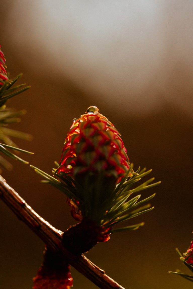 Gros plan d'une pomme de pin rouge avec une goutte d'eau sur une branche, sous une lumière chaude.