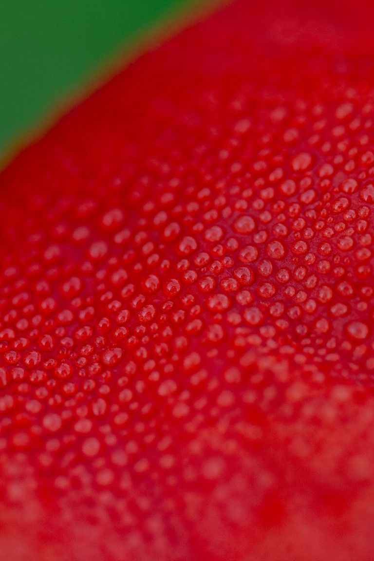 Photographie macro d'un pétale de fleur rouge recouvert de minuscules gouttelettes d'eau sur fond vert.