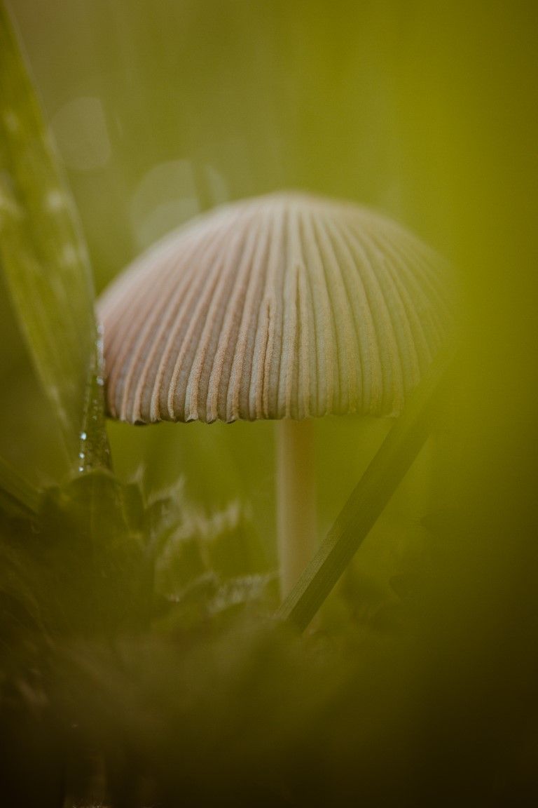 Photo macro en gros plan d'un petit champignon côtelé poussant parmi l'herbe verte et le feuillage d'une forêt.