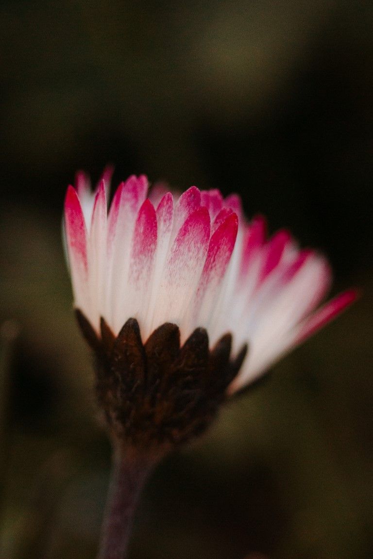 Gros plan d'une marguerite rose et blanche sur un fond bokeh sombre.