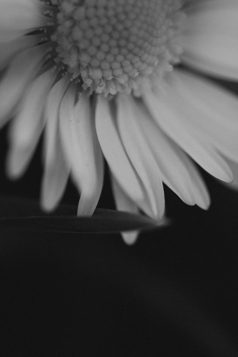Gros plan macro en noir et blanc d'une marguerite montrant les détails des pétales et du cœur.