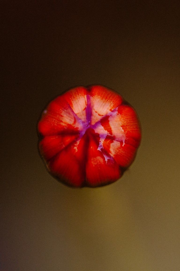 Vue macro en plongée d'un bouton de fleur rouge à centre violet sur fond doré.