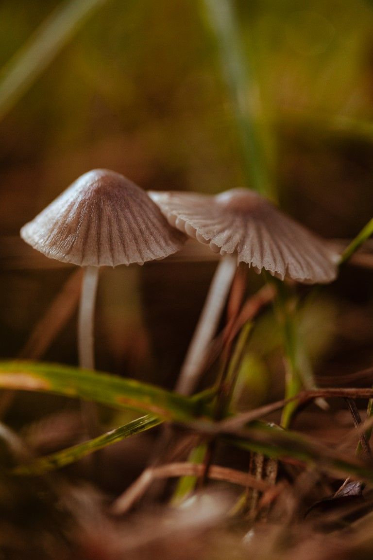 Deux petits champignons blancs délicats, à chapeaux côtelés, poussant parmi l'herbe et les débris forestiers.
