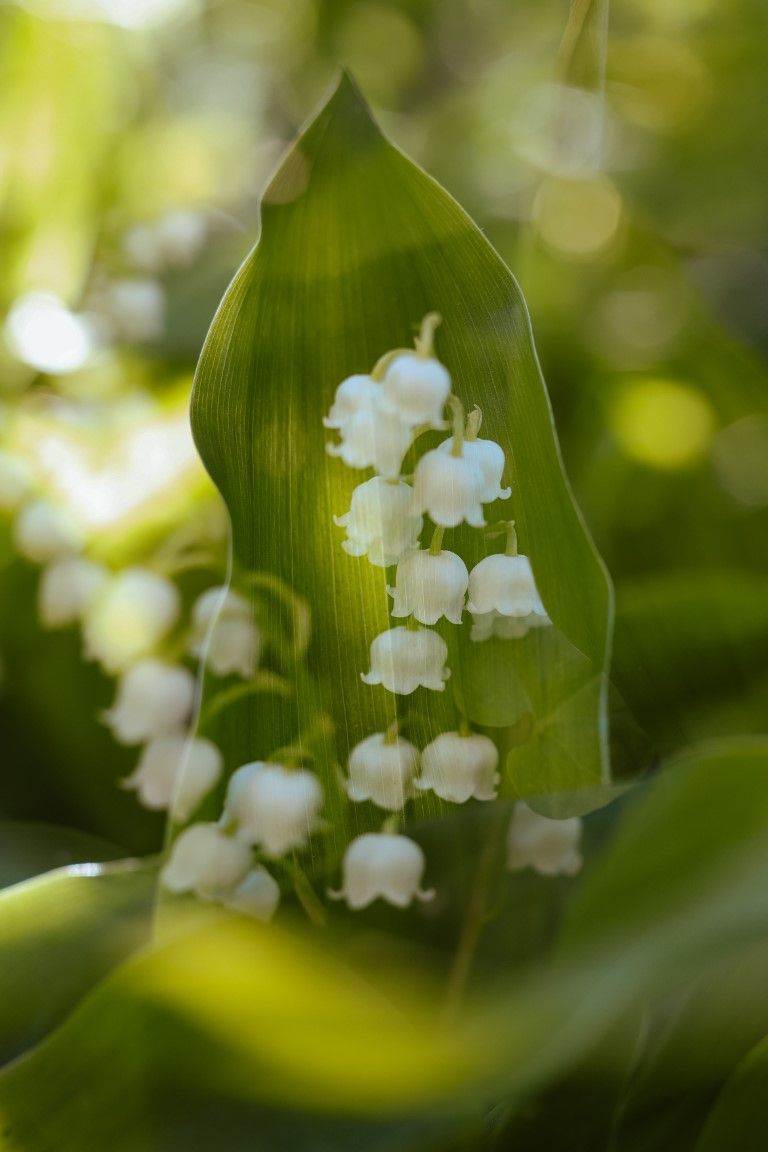 De délicates fleurs blanches de muguet s'épanouissent sur un fond de large feuille verte, dans une forêt au flou artistique.