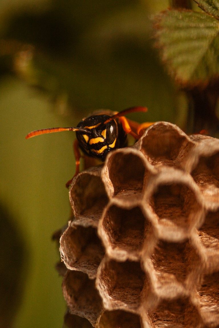 Une guêpe jaune et noire perchée sur un nid de papier en forme de nid d'abeille.