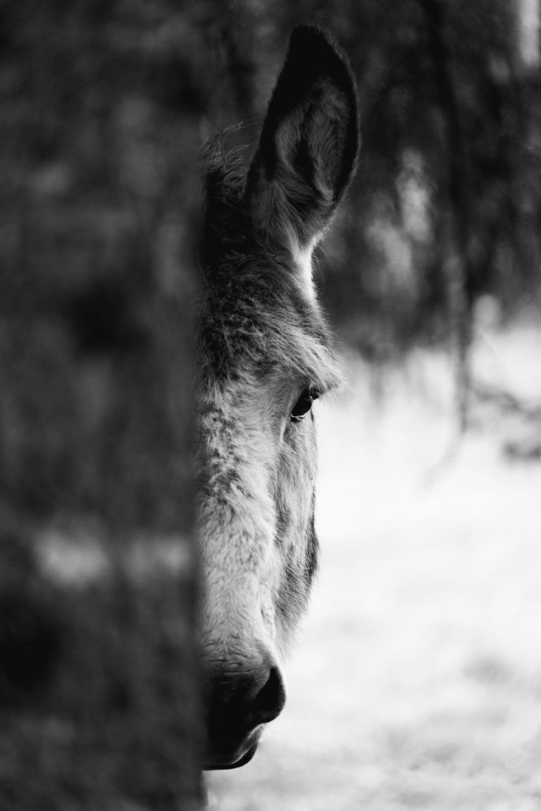 Portrait en gros plan, en noir et blanc, d'un jeune cerf qui jette un coup d'œil derrière un arbre.