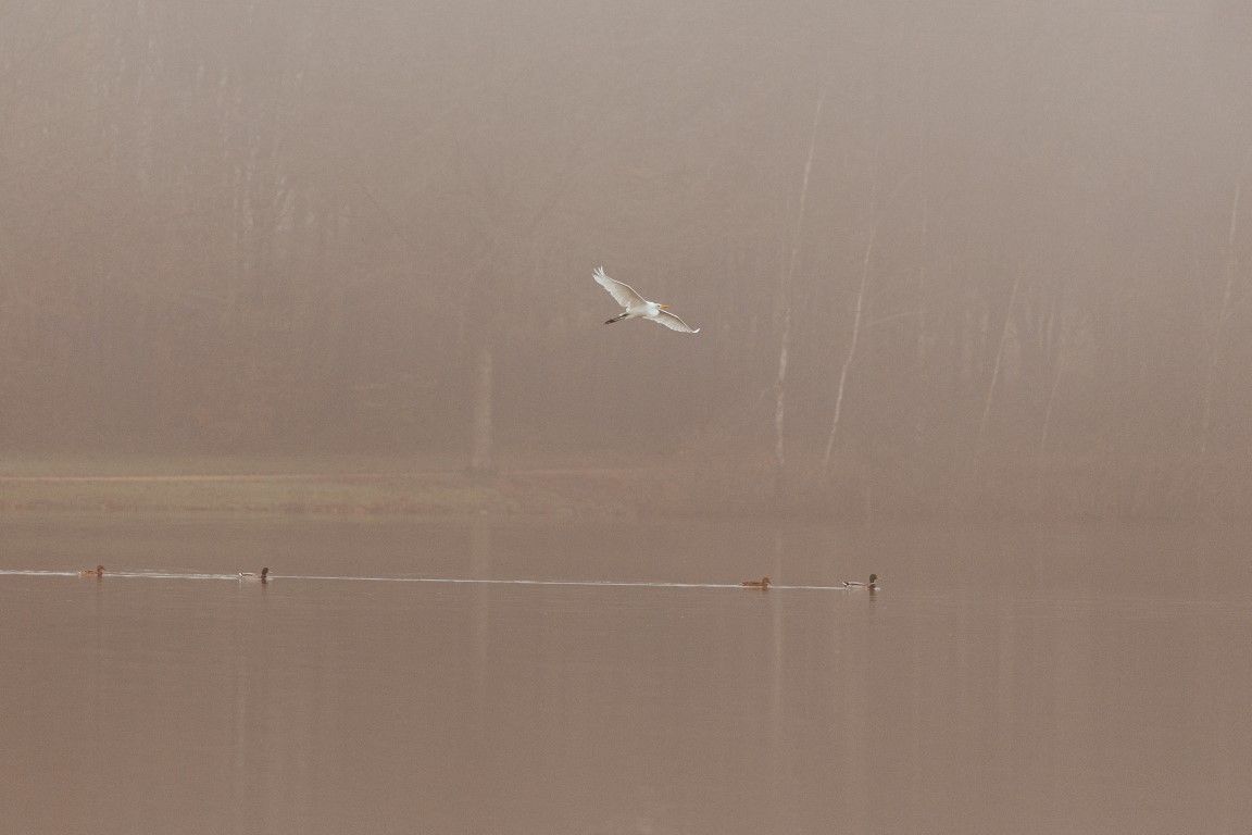 Une aigrette blanche vole avec grâce au-dessus d'un lac calme et brumeux, entouré d'arbres dénudés par temps de brouillard.